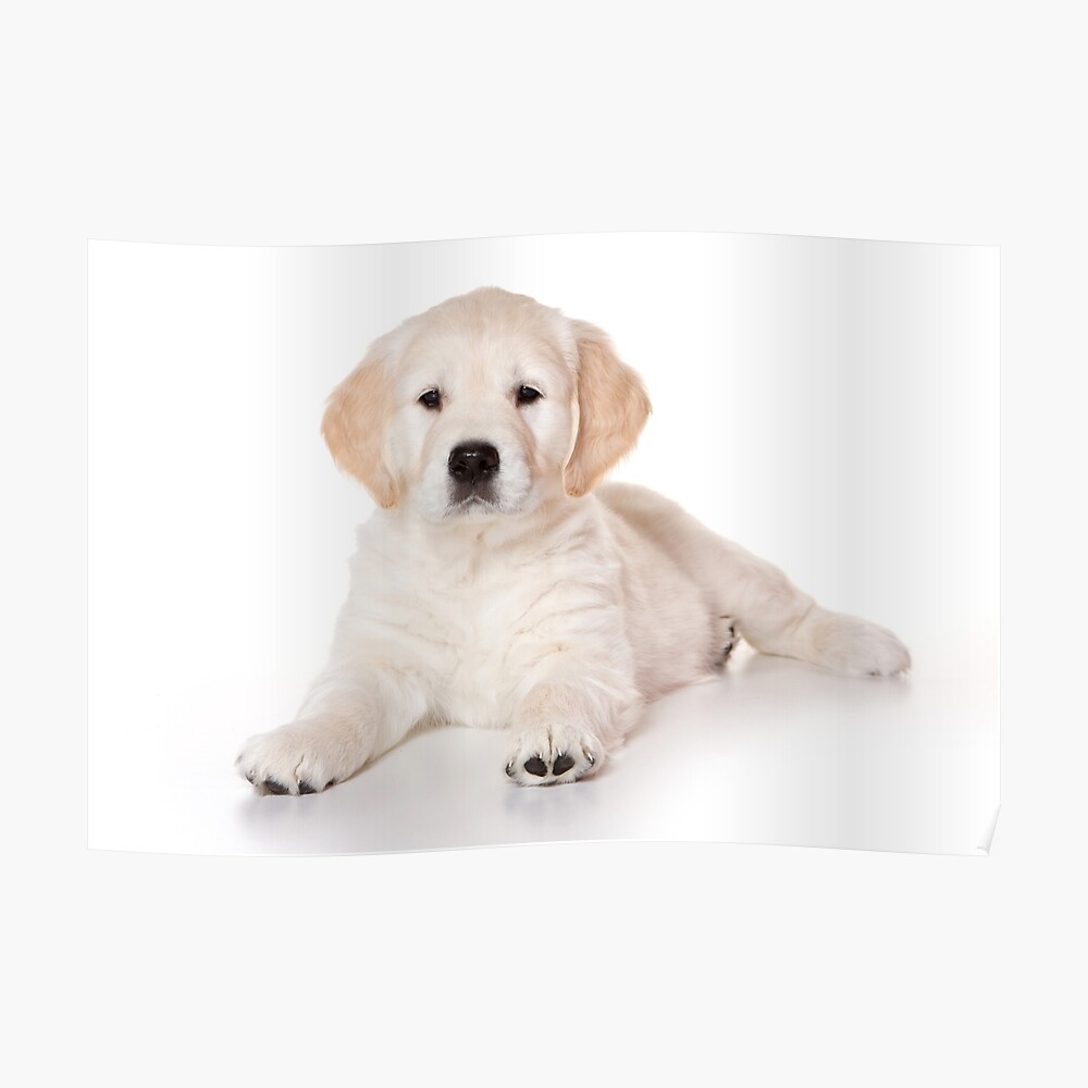 Golden Retriever Puppy, Posters, Art Prints, Wall Murals