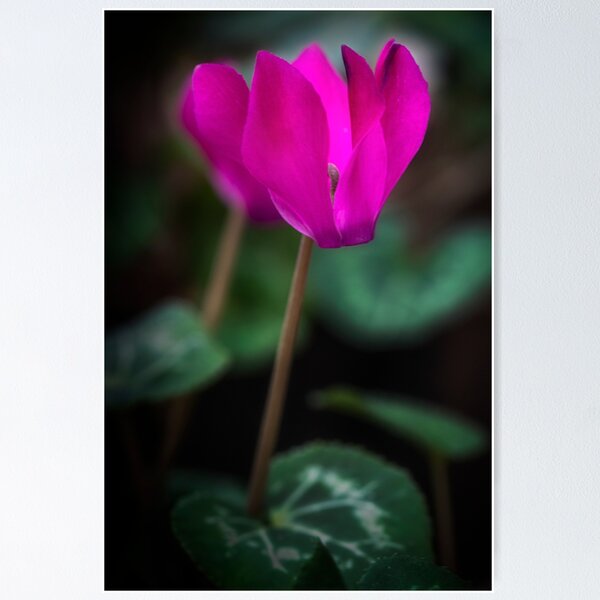 Item preview, Miniature cyclamen designed and sold by Pauline Lewis.