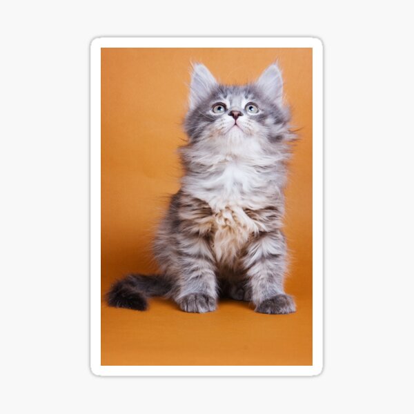 Item preview, Lovely fluffy kitten charming Siberian cat designed and sold by utekhina.