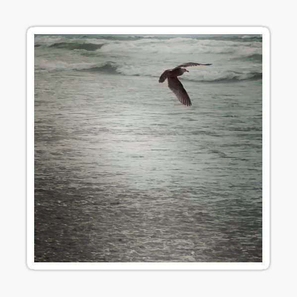 Item preview, Gull in Flight designed and sold by DreamDave3000.