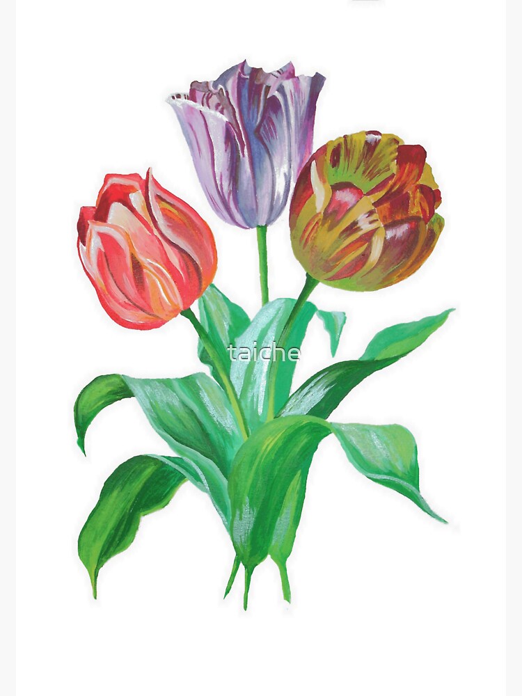 Tulip Trio Colorful Artistic Flowers by taiche