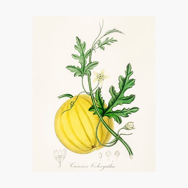 Bitter apple (Cucumis colocynthis) illustration Medical Botany Photographic Print