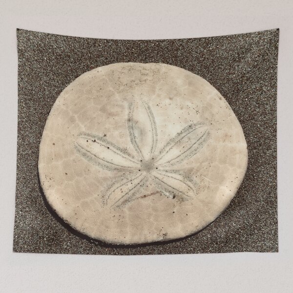Item preview, Sand dollar designed and sold by roadwarriorart.