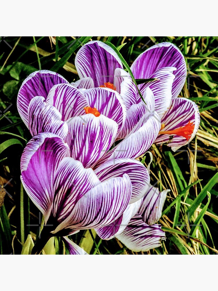 Flowers by Seashorepics
