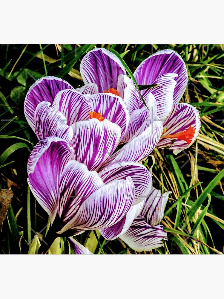 Flowers by Seashorepics