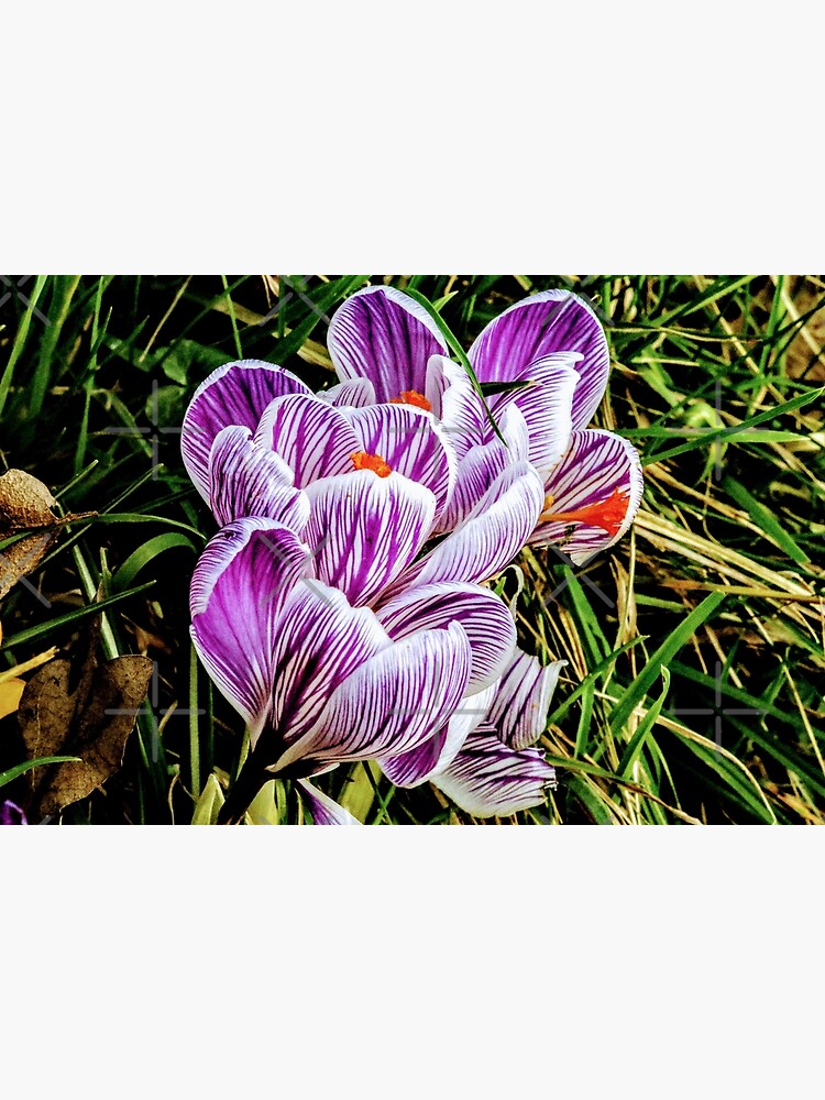 Flowers by Seashorepics