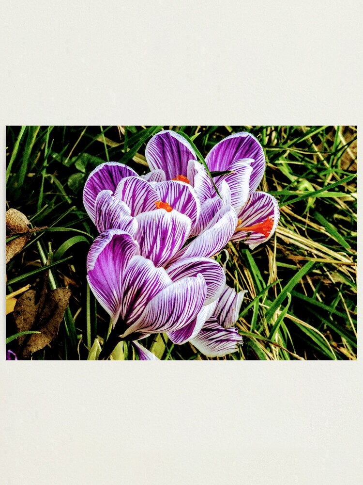 Alternate view of Flowers Photographic Print