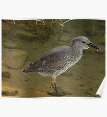 hunting - cazando Poster