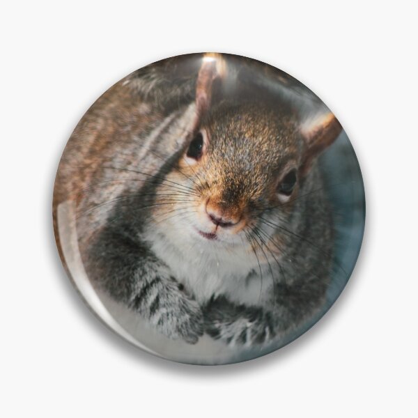 Item preview, Cutie Squirrel designed and sold by Gamora1067.