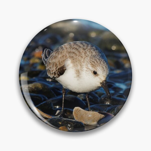 Item preview, Cute Sanderling Dines on Tasty Clam designed and sold by walkswithnature.
