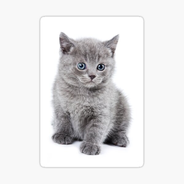 Item preview, Charming fluffy kitten British cat designed and sold by utekhina.