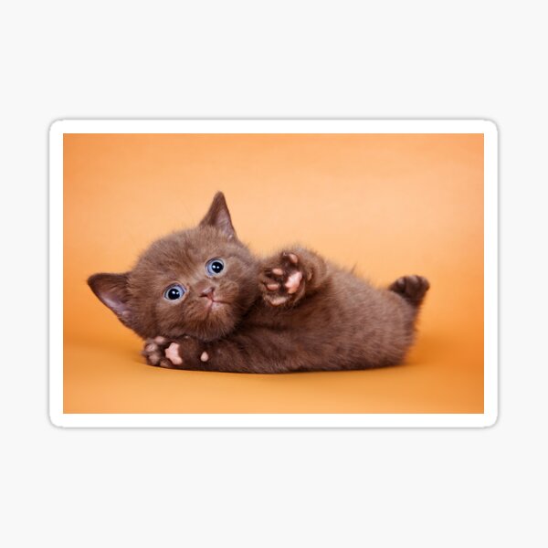Item preview, Charming fluffy kitten British cat designed and sold by utekhina.