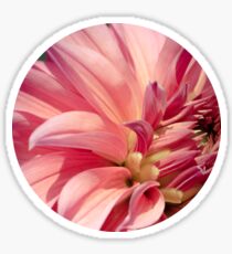 Dahlia Sticker