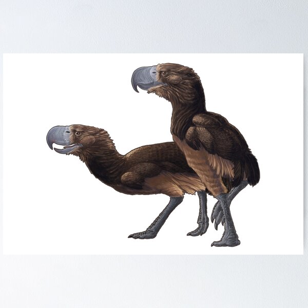 Phorosrhacos longissimus - Terror Bird Poster