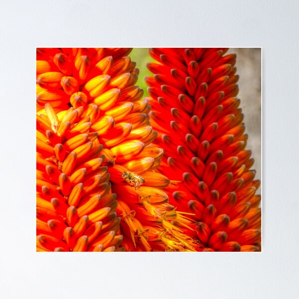 Item preview,  Cape Aloe (Aloe Ferox) designed and sold by SACRED NATURE DESIGNS.