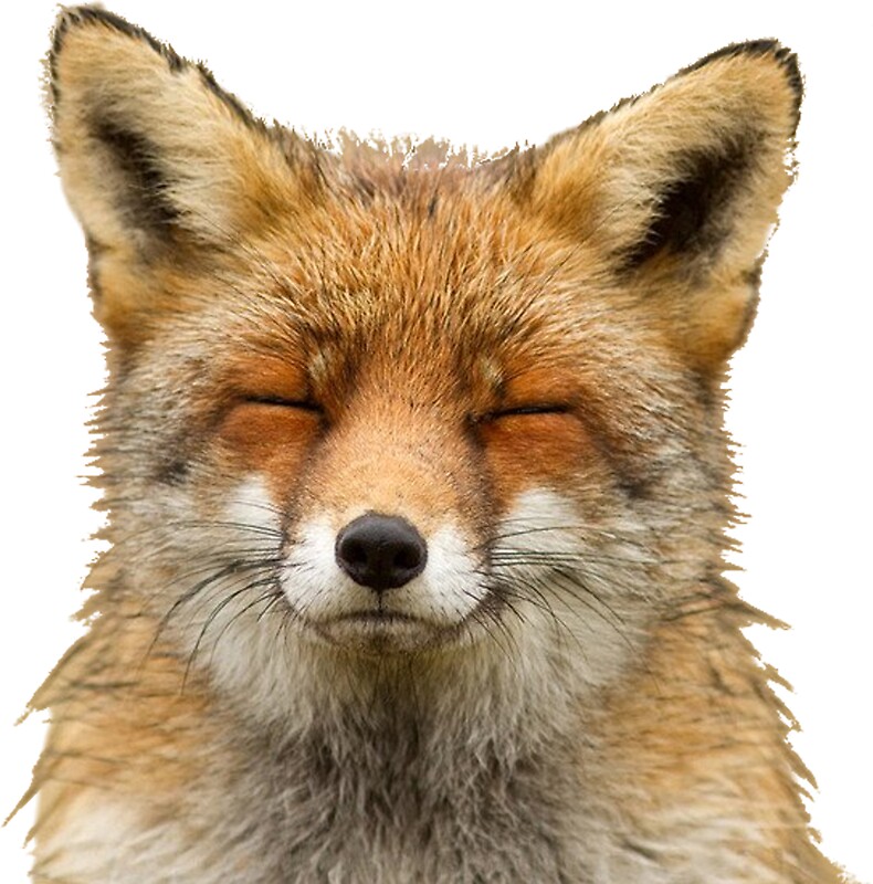 "Cute Fox" Stickers by dh8042 | Redbubble