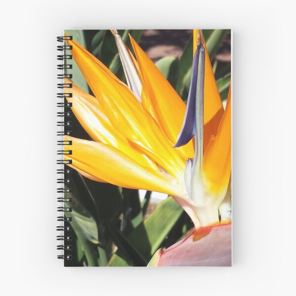 Item preview, Bird of Paradise (Photography:Unfiltered) designed and sold by Lori Ackley.