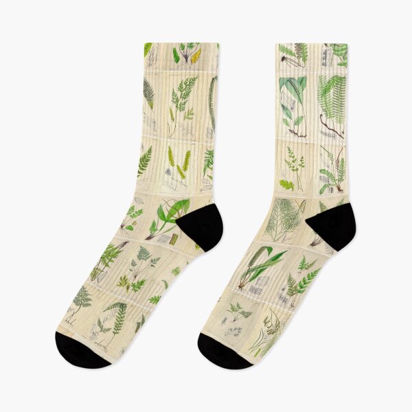 Item preview, Ferns, Old Historic Botanical Drawings in a Poster designed and sold by Michael Dietrich.
