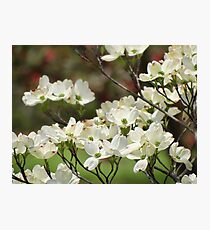 The Dogwoods Photographic Print