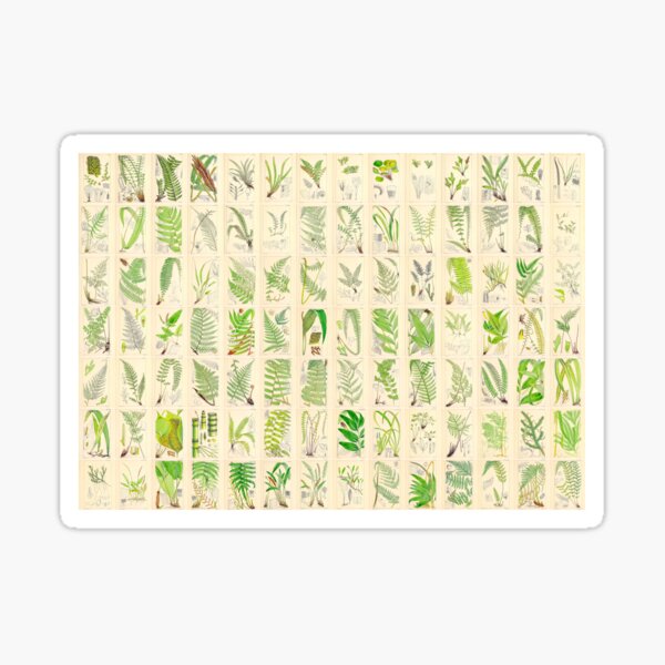 Ferns, Old Historic Botanical Drawings in a Poster (Landscape) Sticker