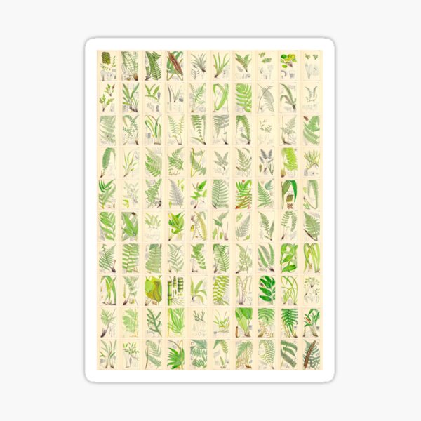 Ferns, Old Historic Botanical Drawings in a Poster (Portrait) Sticker