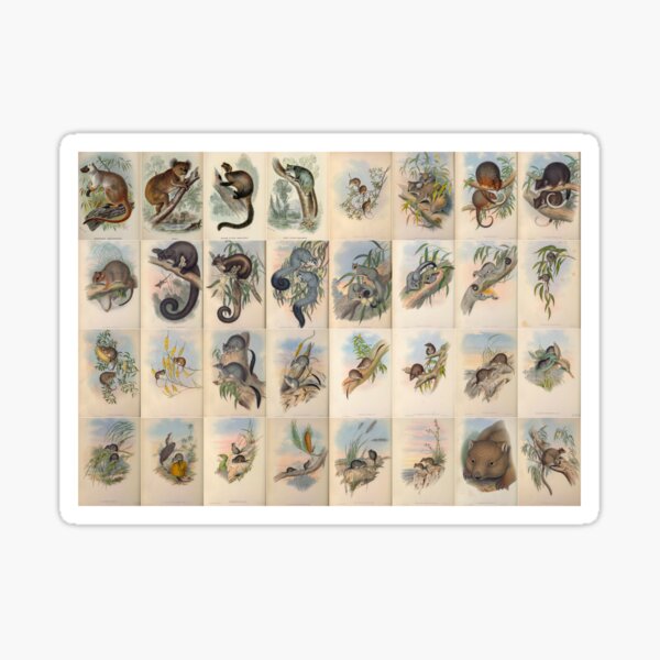 Item preview, Old historic botanical drawings of marsupials (landscape) designed and sold by Michael Dietrich.