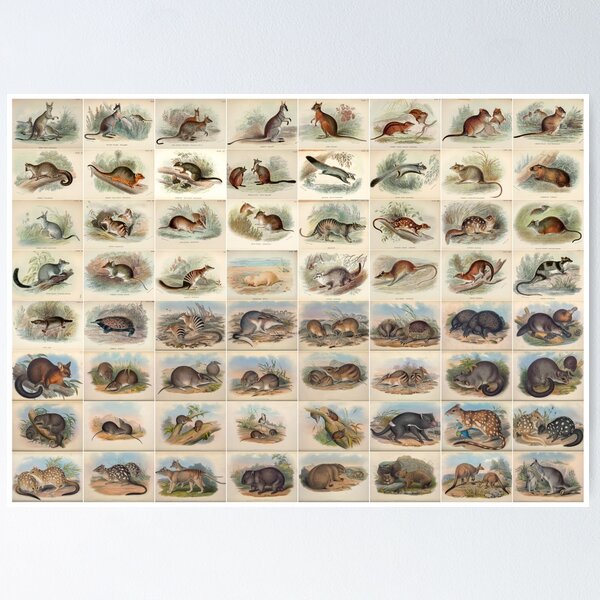 Item preview, Old historic botanical drawings of marsupials (landscape) designed and sold by Michael Dietrich.