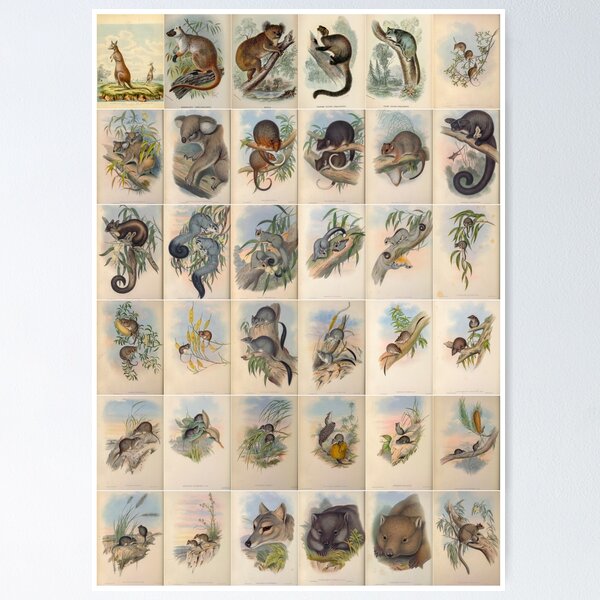 Item preview, Old historic botanical drawings of marsupials (portrait) designed and sold by Michael Dietrich.