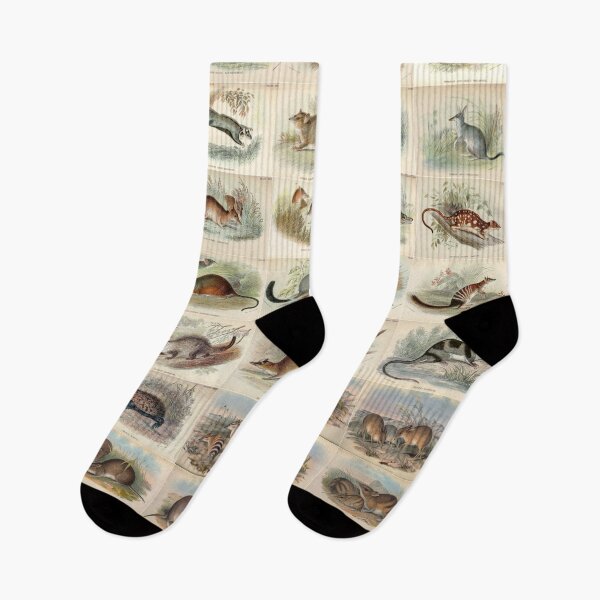 Item preview, Old historic botanical drawings of marsupials (portrait) designed and sold by Michael Dietrich.