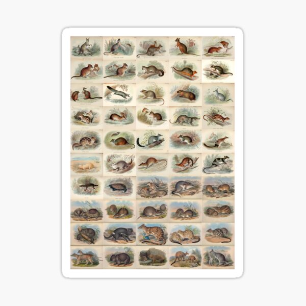Item preview, Old historic botanical drawings of marsupials (portrait) designed and sold by Michael Dietrich.