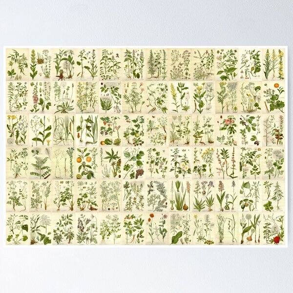Item preview, Old historic botanical drawings of herbs (landscape) designed and sold by Michael Dietrich.