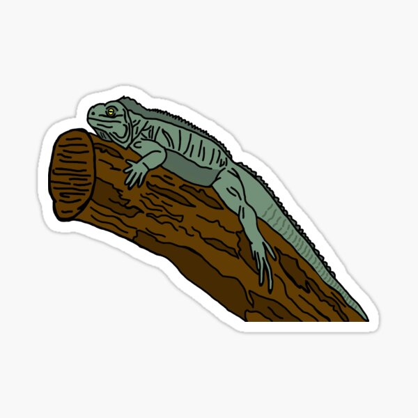 Iguana Sticker