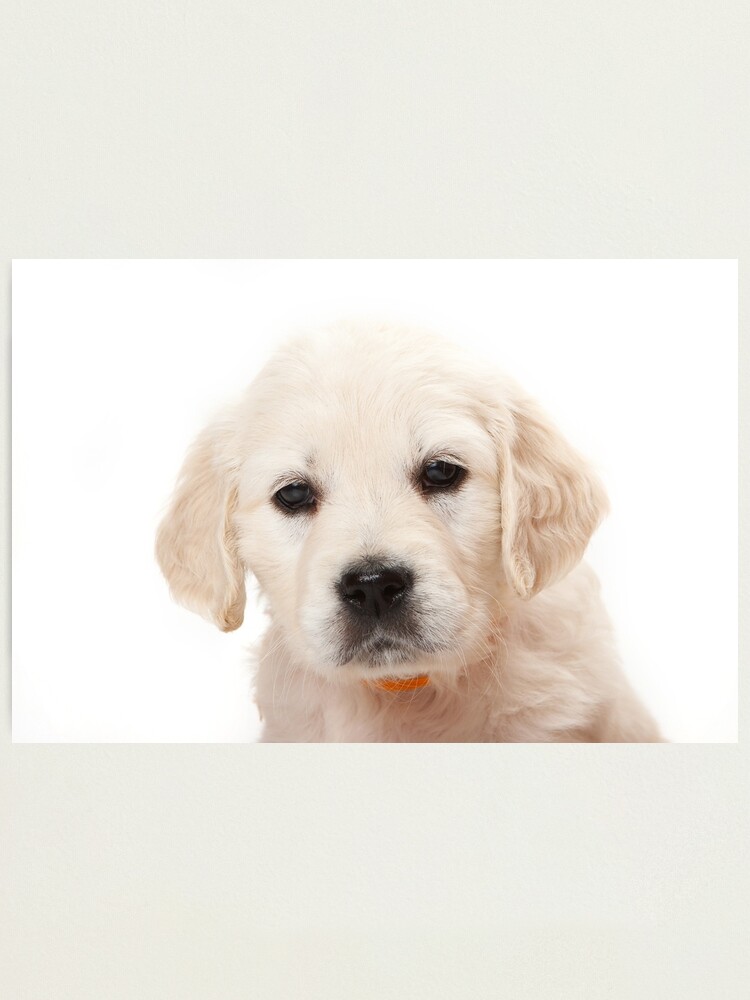 Cute fluffy white puppy golden retriever Labrador