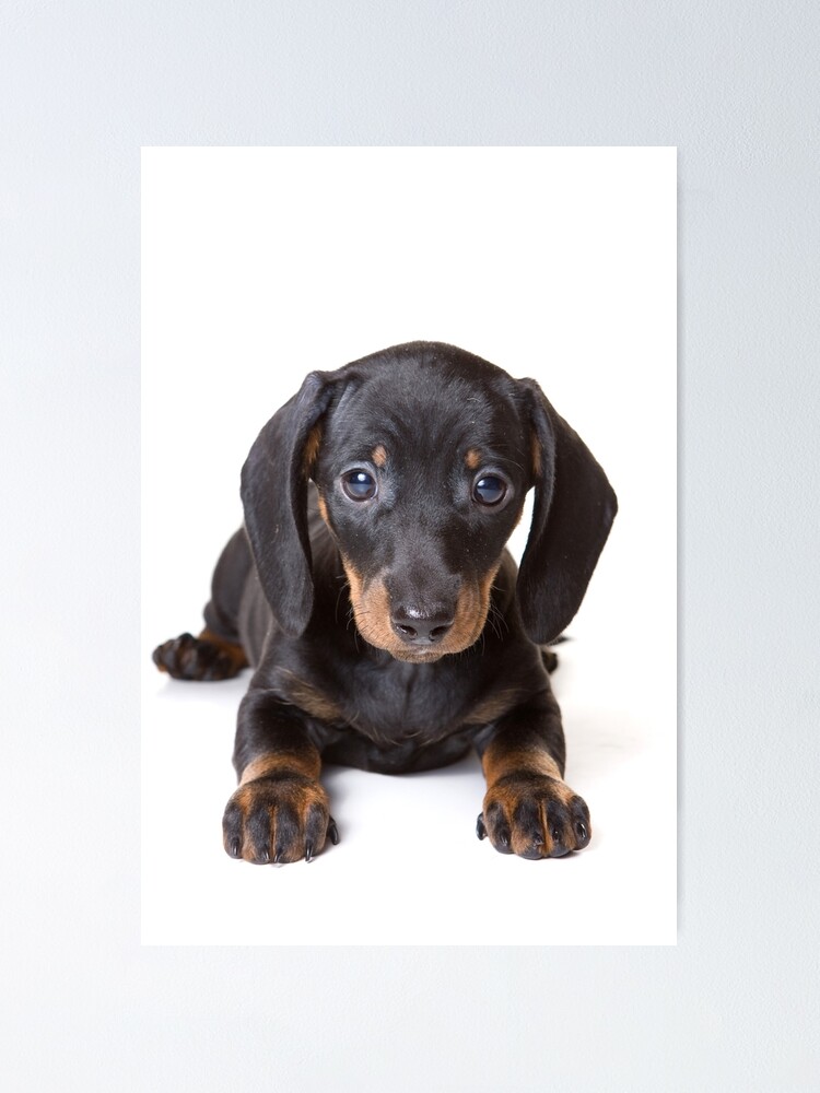 LONG HAIRED DACHSHUND CHARMING DOG PRINT MOUNTED READY TO FRAME