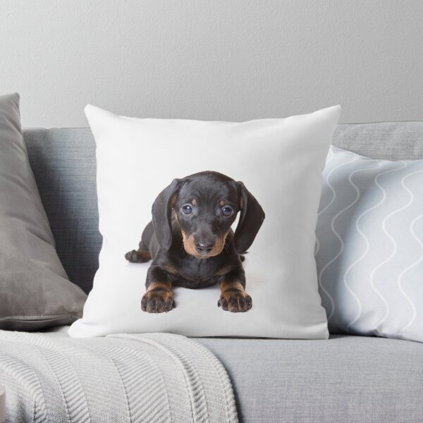 Charming cute dachshund puppy dog Throw Pillow