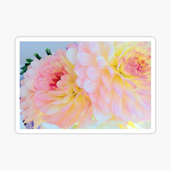 Dahlias Sticker
