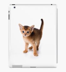 Lovely fluffy kitten Abyssinian cat iPad Case/Skin