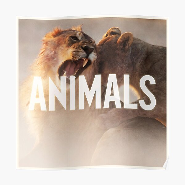 maroon 5 animals song