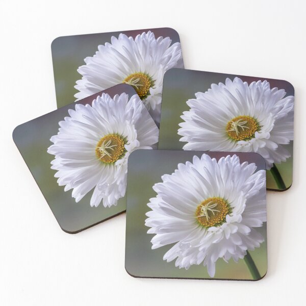 Item preview, White Bellis Daisy. designed and sold by John Ray.