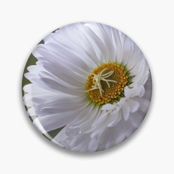 Item preview, White Bellis Daisy. designed and sold by John Ray.