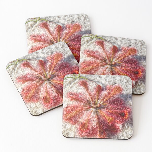 Item preview, Drosera Spatula designed and sold by SACRED NATURE DESIGNS.