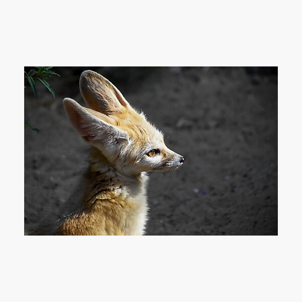 Item preview, Super cute fennec fox designed and sold by cdkphotos.
