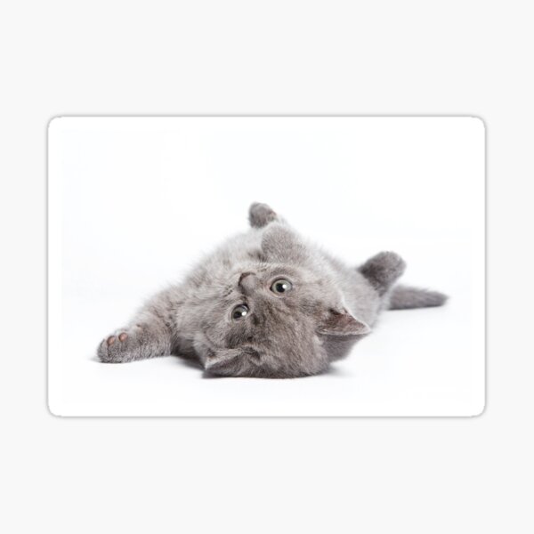 Item preview, Charming fluffy kitten British cat designed and sold by utekhina.