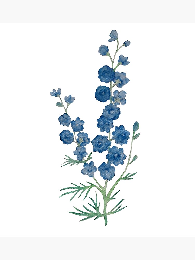 Tarjetas de felicitación «Diseño acuarela Delphinium Belladonna» de  muffinstandd | Redbubble