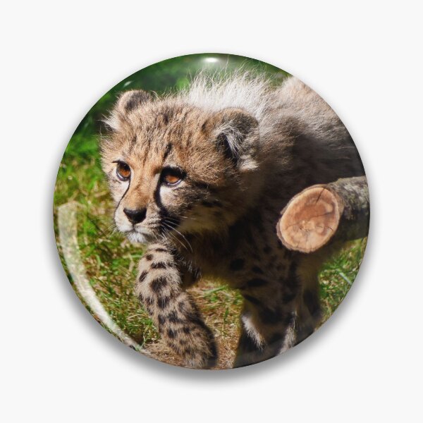 Item preview, Prowling cheetah cub designed and sold by cdkphotos.