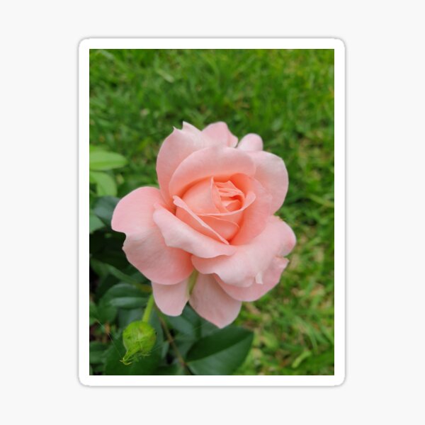 Pink Rose Sticker
