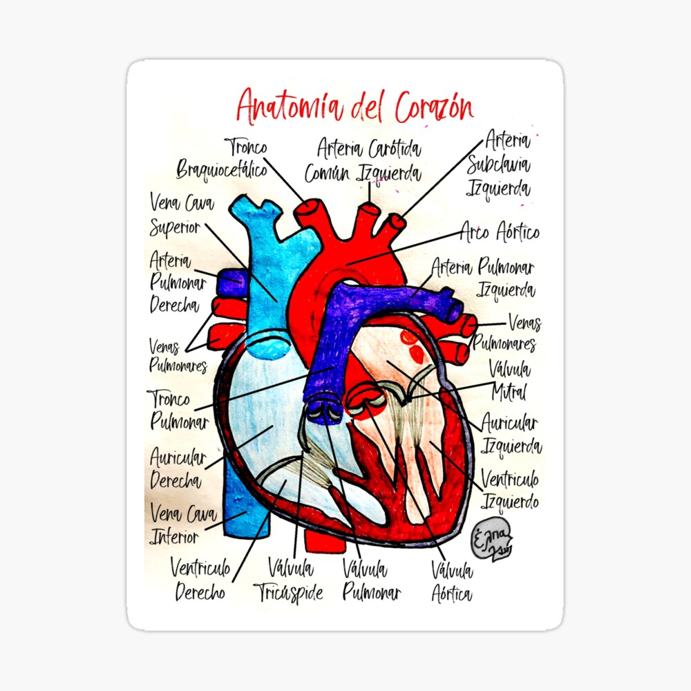 Anatomía del Corazón (Español) | Spiral Notebook