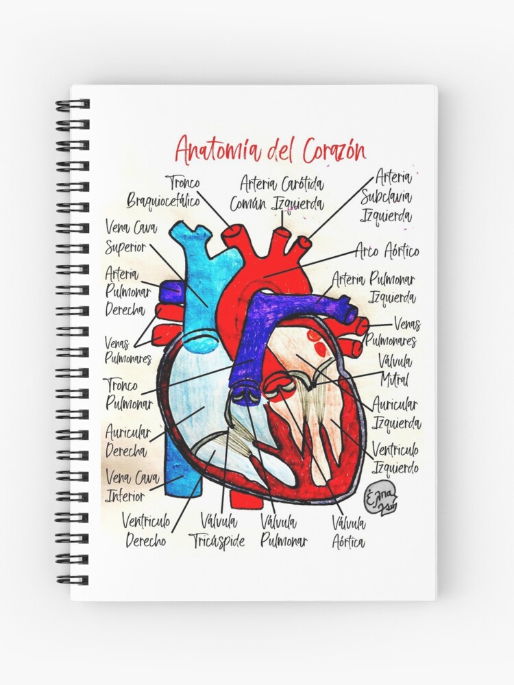 Cuaderno de espiral «Anatomía del Corazón (Español)» de ElenaPatera |  Redbubble