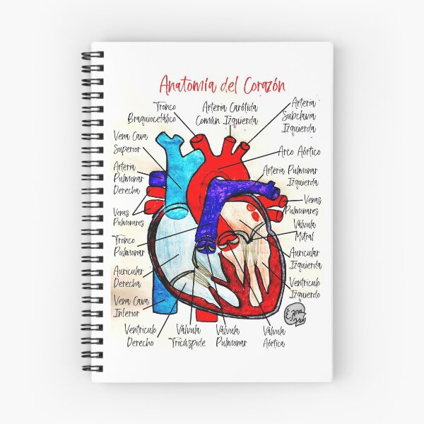 Item preview, Anatomía del Corazón (Español) designed and sold by Arte Del Cuerpo Humano.
