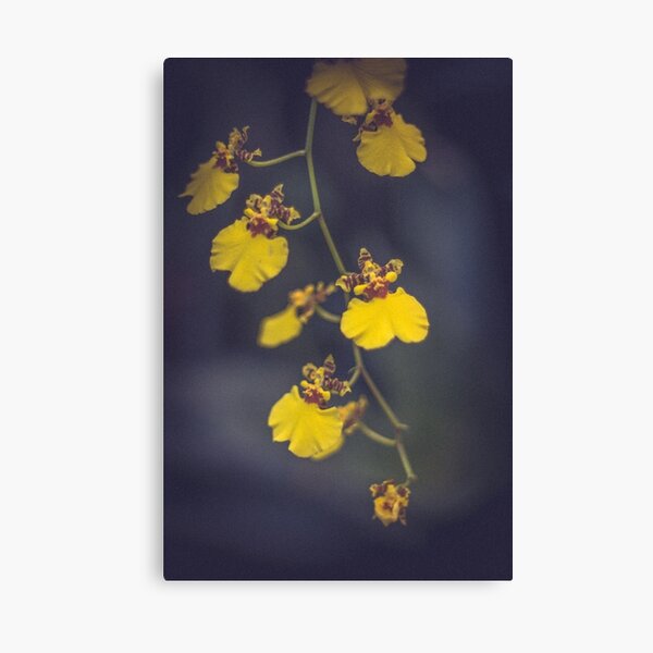 Like Sunshine Canvas Print